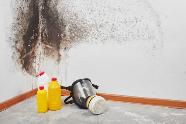 Best HVAC Mold Remediation in Ashburn, GA