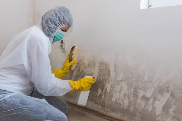Best Crawl Space Mold Remediation in Ashburn, GA