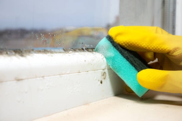Best Post-Flood Mold Remediation in Ashburn, GA