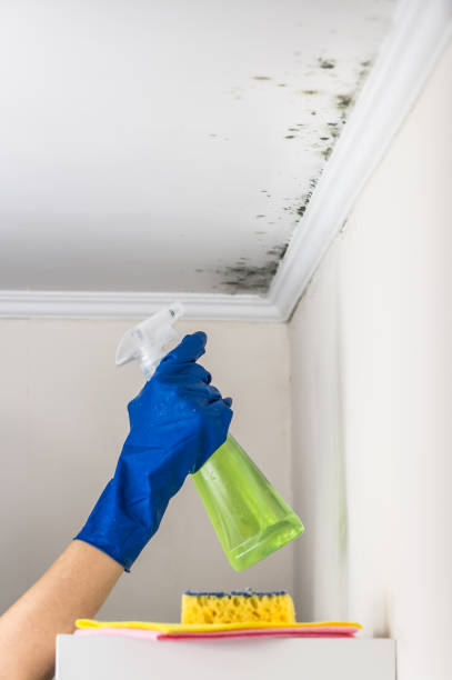 Professional Mold Remediation in Ashburn, GA